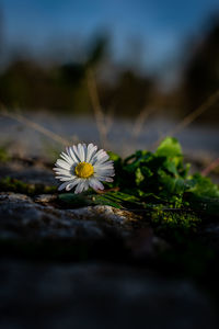 Close-up of white flowering plant on field