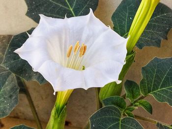 Close-up of flower blooming outdoors