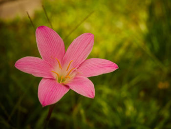 Close-up of pink flower