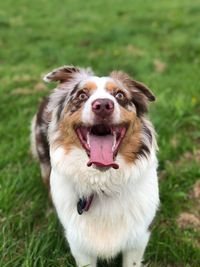 Portrait of dog on field