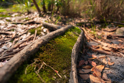 Close-up of sunlight falling on wood in forest