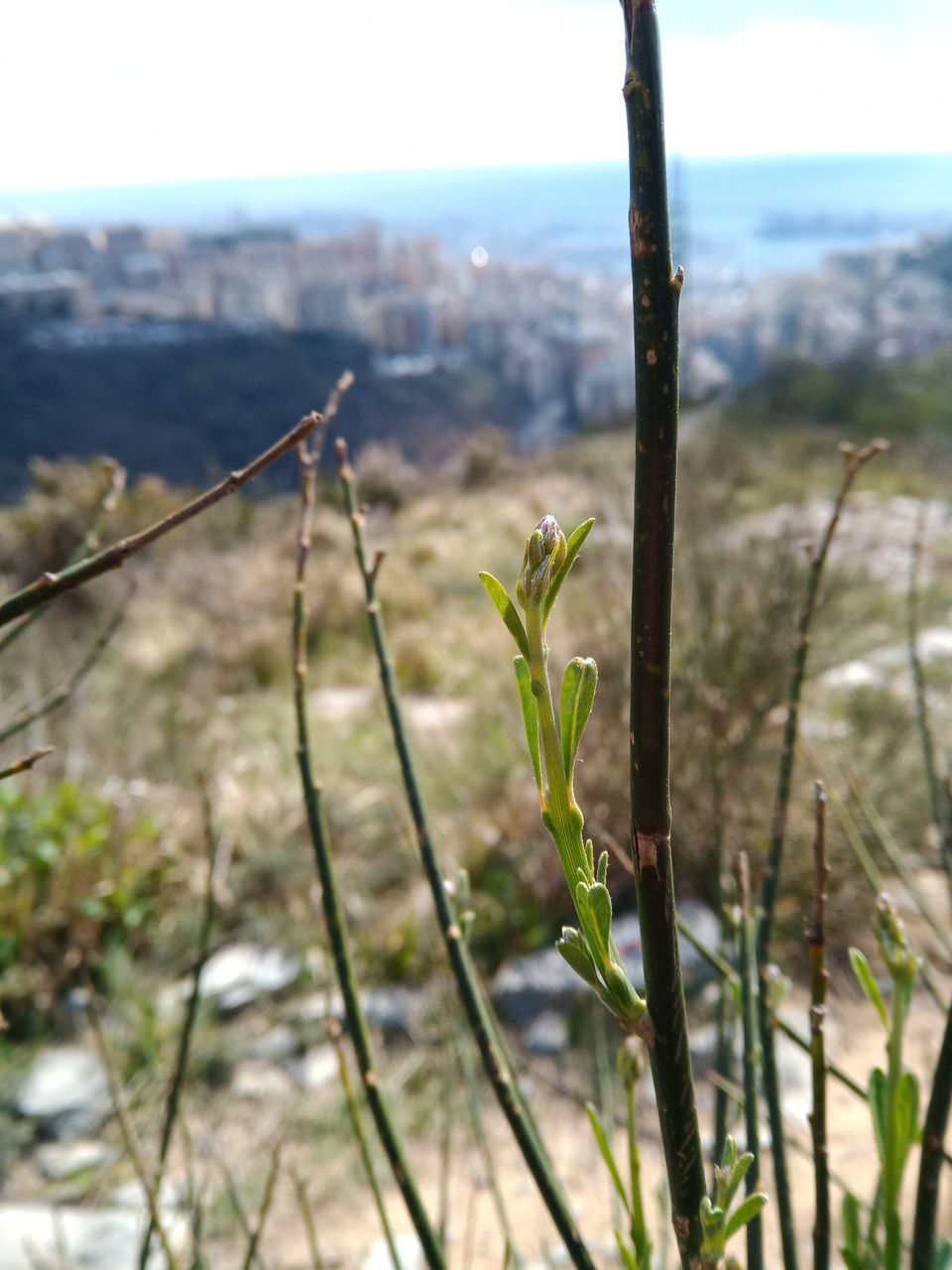 CLOSE-UP OF PLANTS ON FIELD