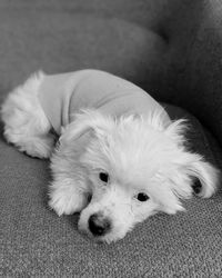 Close-up portrait of dog resting