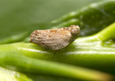 Close-up of green leaf