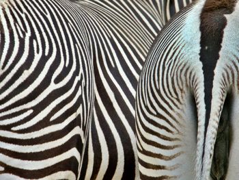 Close-up of zebra