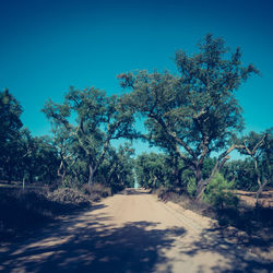 Road amidst trees against clear blue sky
