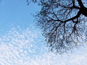 Low angle view of cherry tree against sky