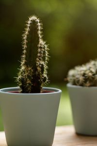 Close-up of succulent plant on table