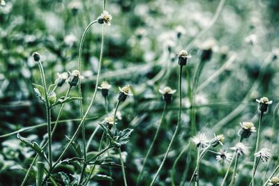 Close-up of poppy flowers growing in field