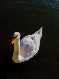 Close-up of duck swimming in lake