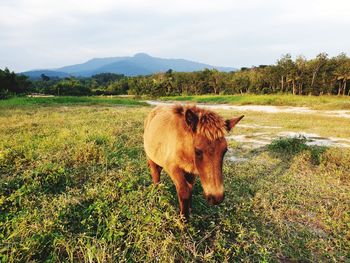View of a horse on field
