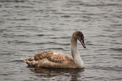 Duck swimming in lake