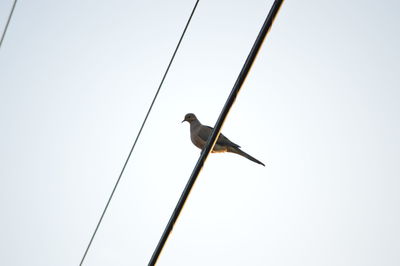 Low angle view of bird perching on cable against clear sky