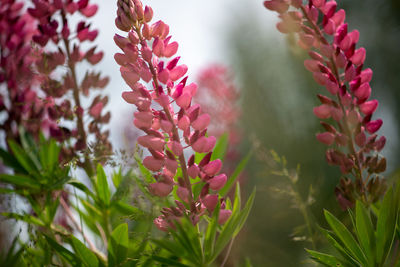 Spring flower, blooming lupine flowers. a field of lupines. sunlight shines on plants in latvia. 