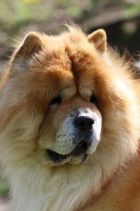 Chow chow. portrait