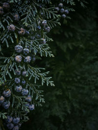 Close-up of pine tree branch