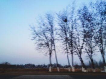 Bare trees on field against clear sky