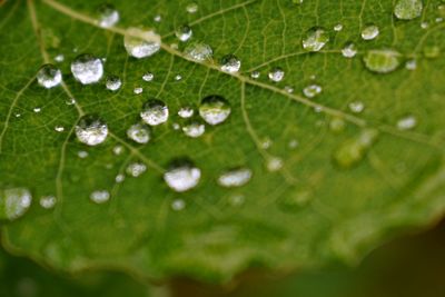 Close-up of raindrops on leaves