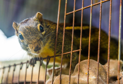 Close-up of lizard in cage