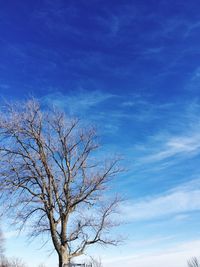 Low angle view of bare trees against blue sky