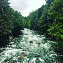 River amidst trees in forest against sky