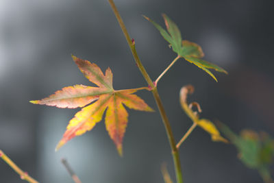 Close-up of maple leaf during autumn