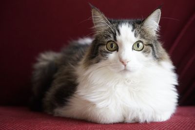 Close-up portrait of cat