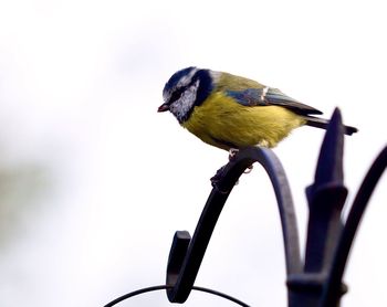 Close-up of bird perching on fence against sky