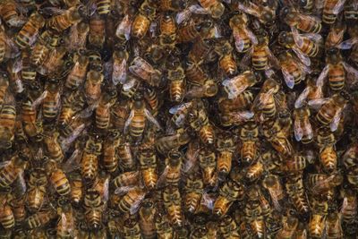 Full frame shot of honey bees