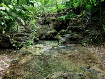 Scenic view of waterfall in forest