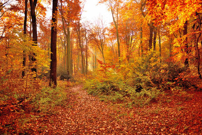 View of autumnal trees in forest during autumn