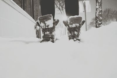 Dog in snow