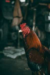 Close-up of rooster