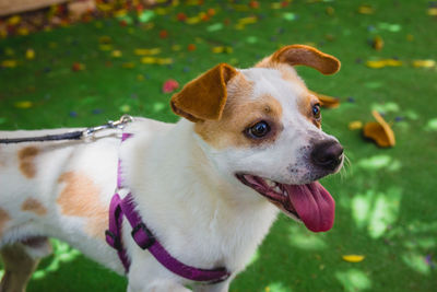 Close-up of dog looking away