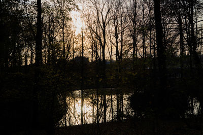 Silhouette trees by lake in forest