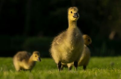 Cygnets on grassy field