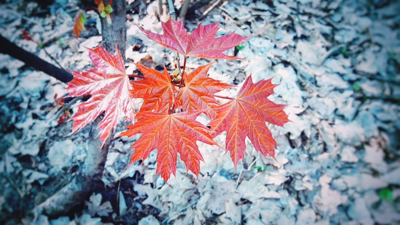 leaf, plant part, autumn, maple leaf, plant, change, beauty in nature, orange color, nature, maple tree, close-up, tree, day, no people, leaves, focus on foreground, branch, growth, outdoors, red, natural condition, autumn collection, fall