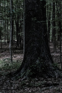 Trees growing in forest