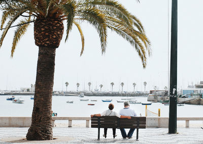 Rear view of men sitting on palm tree against clear sky