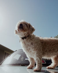 Dogs against clear sky