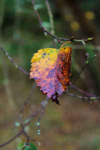 Close-up of autumn leaf on branch
