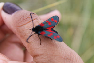 Cropped image of hand holding butterfly