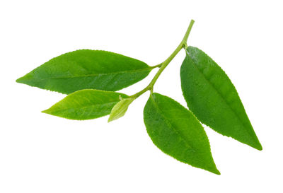 Close-up of fresh green leaves against white background