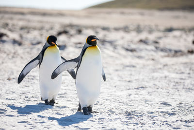 Penguins on snow in sunny day