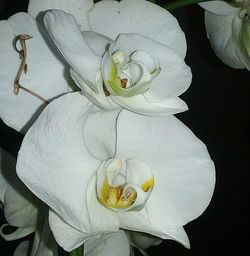 Close-up of white flowers blooming in park