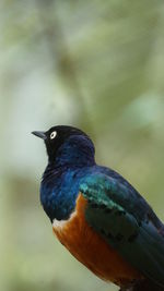 Close-up of bird perching