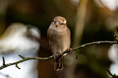 Close-up of bird perching on branch