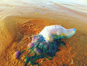 Close-up of jellyfish in sea