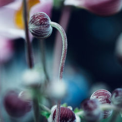 Close-up of plant