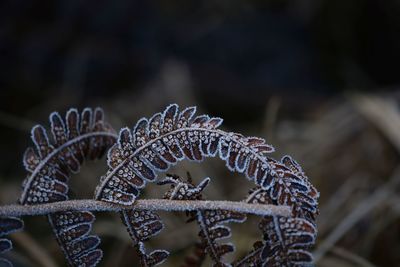 Close-up of frozen plant